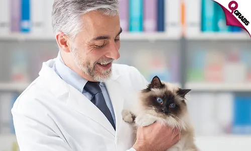 Cats Neutering OR Spaying + Consultation!